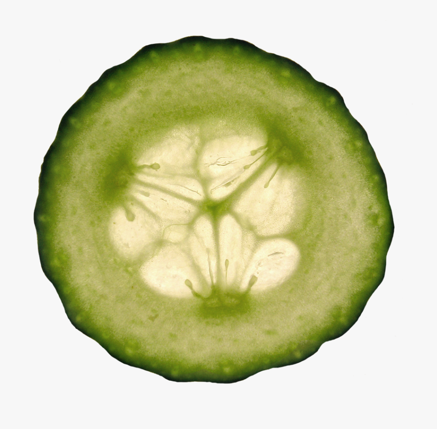 Cucumber Slice Clipart - Cucumber, Transparent Clipart