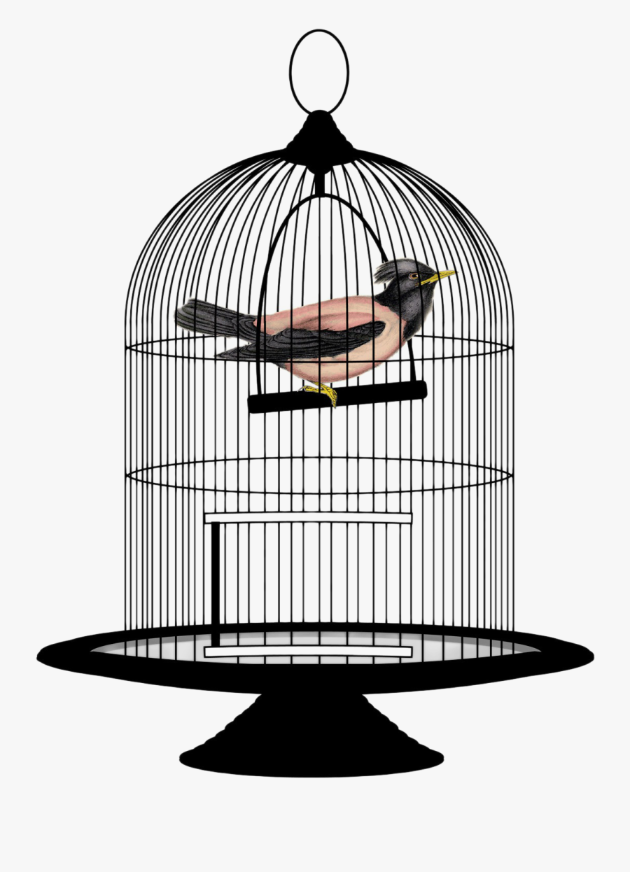 Cage Bird Png - Bird In A Cage Png, Transparent Clipart