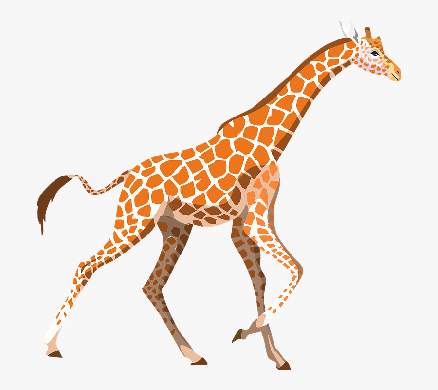 Giraffe, Zoo, Animal, Wild, W - Zürafa Png, Transparent Clipart