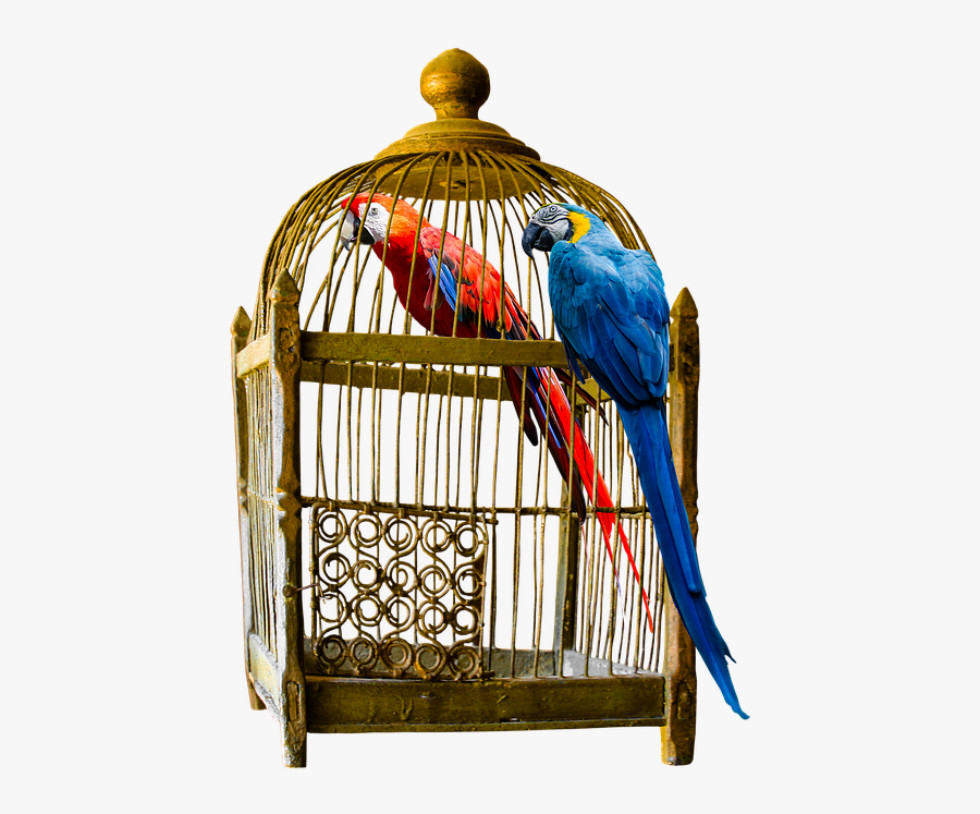 Parrot In Cage Png, Transparent Clipart