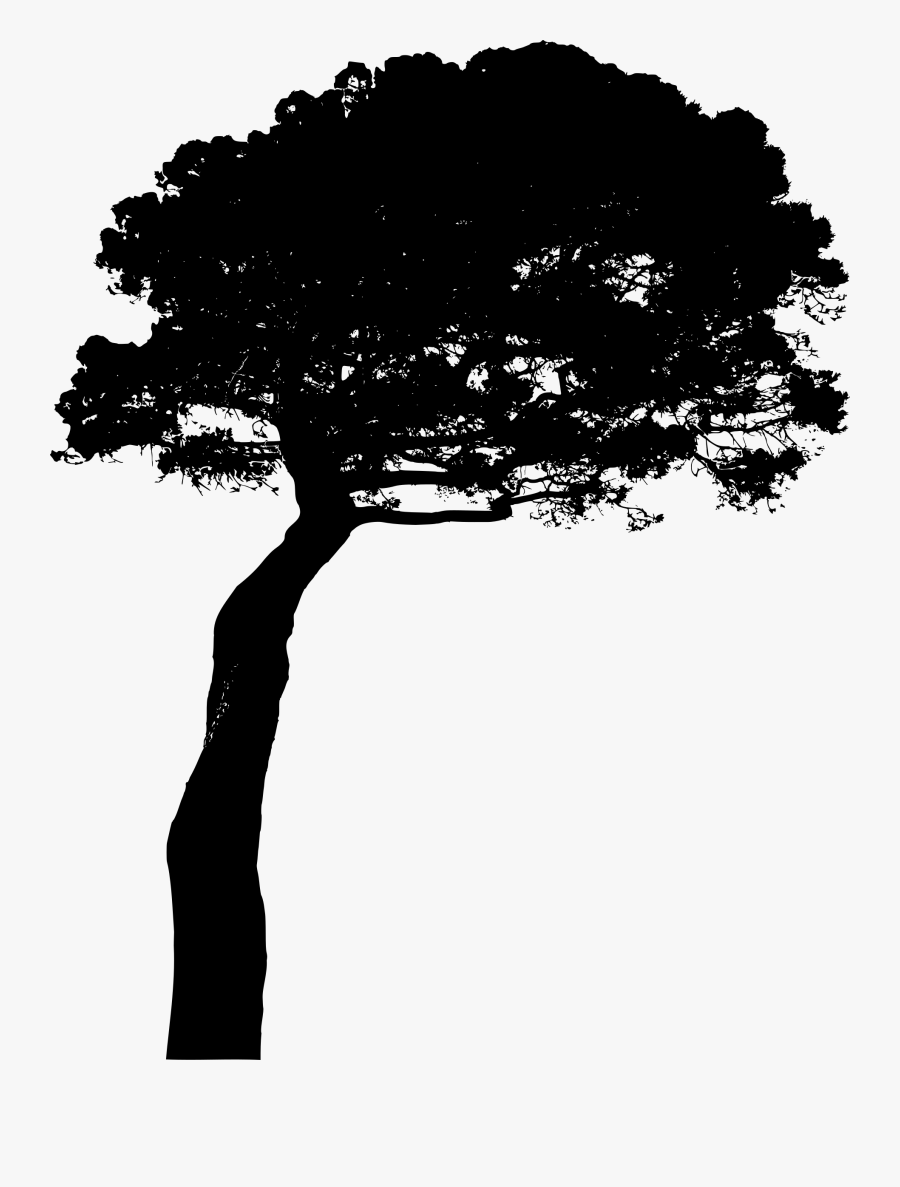 Photos Cole Murphy, Backgrounds File - Stone Pine Tree Silhouette, Transparent Clipart