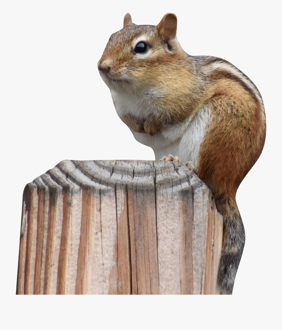 Chipmunk On Wood Post Transparent - Chipmunk, Transparent Clipart
