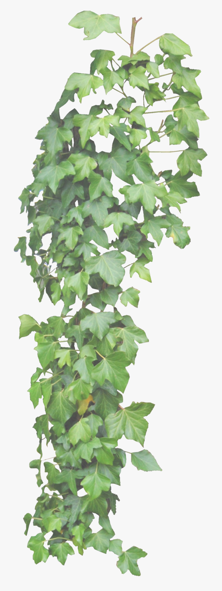 Ivy Vine Png Clipart - Ivy Transparent Background, Transparent Clipart