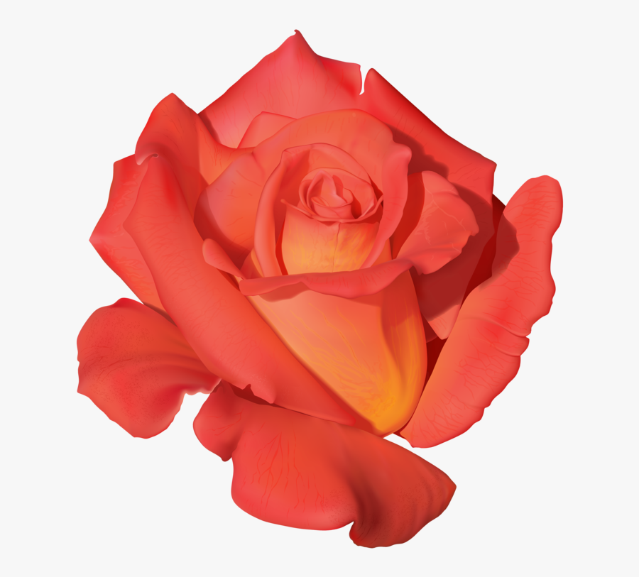Orange Rose Png Clipart - Png Transparent Red Flower Png Vector, Transparent Clipart