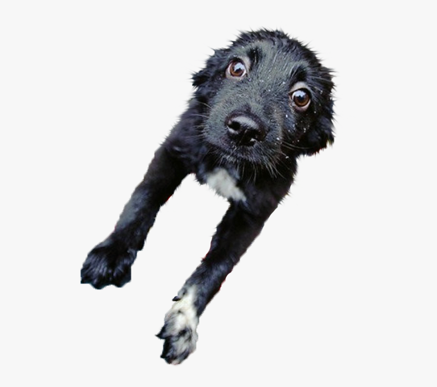 Wet Clipart Wet Dog - Flat-coated Retriever, Transparent Clipart