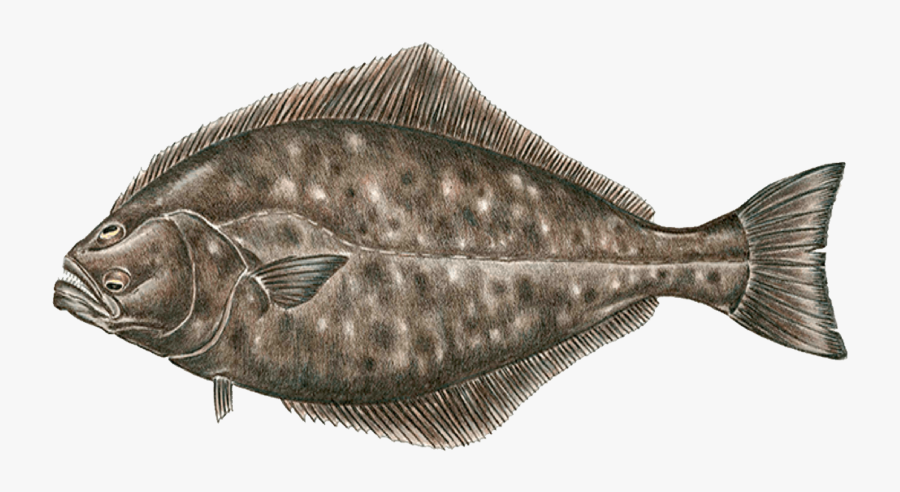 Halibut Transparent Background - Halibut Png, Transparent Clipart