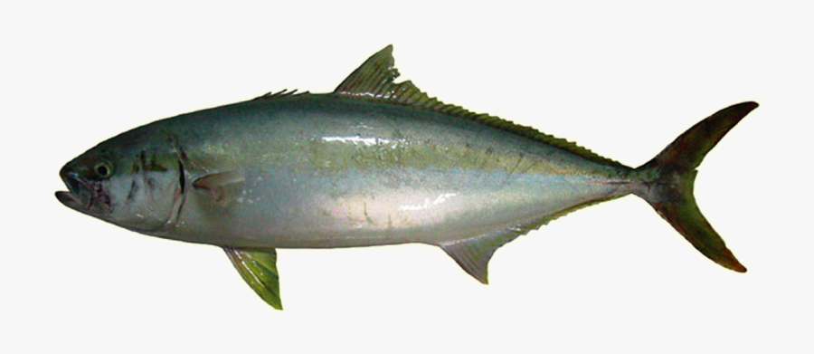 Kingfish Png Clipart - King Fish Png, Transparent Clipart
