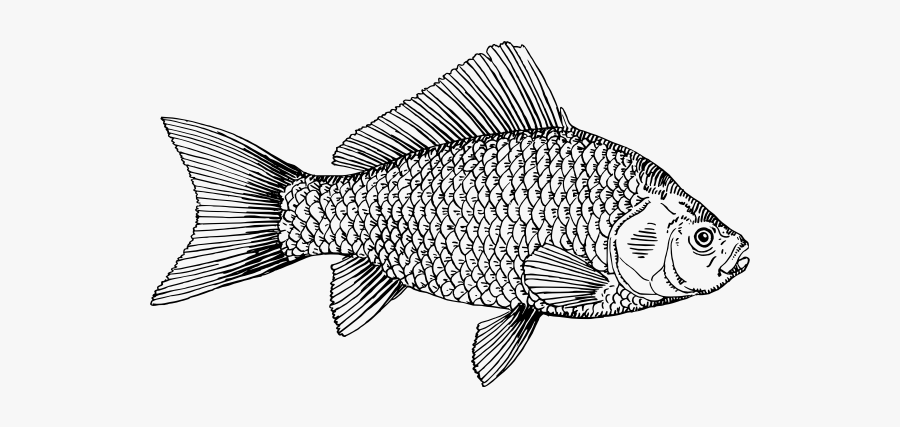 Goldfish Illustration - Tilapia Fish Clip Art, Transparent Clipart