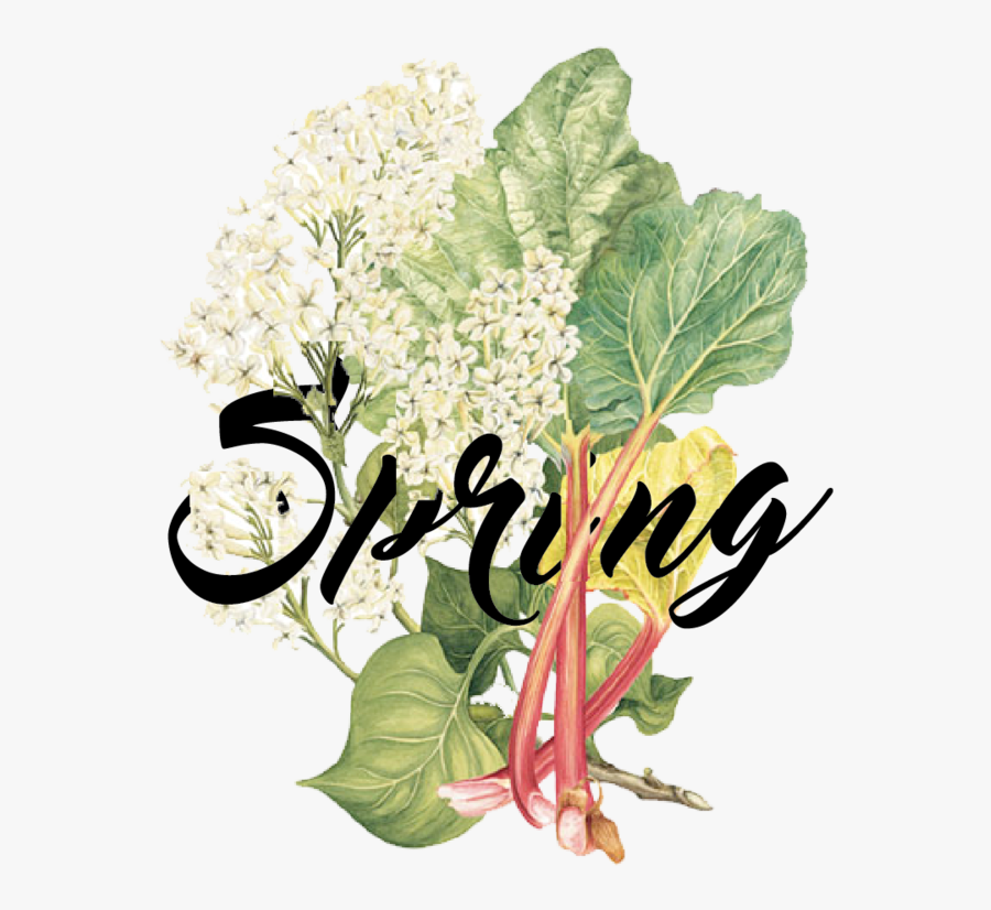 Seasons -04 - Chard, Transparent Clipart