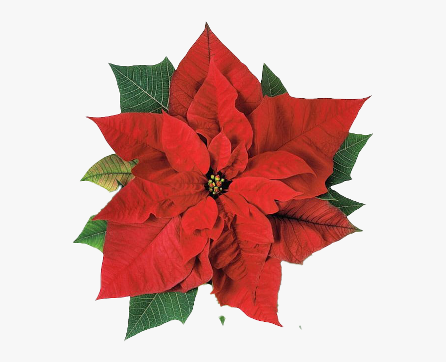 Poinsettia Transparent Png - Poinsettia Png Transparent, Transparent Clipart