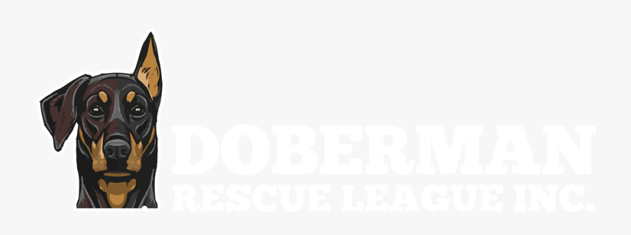 Transparent Doberman Pinscher Clipart - Doberman Rescue League, Transparent Clipart
