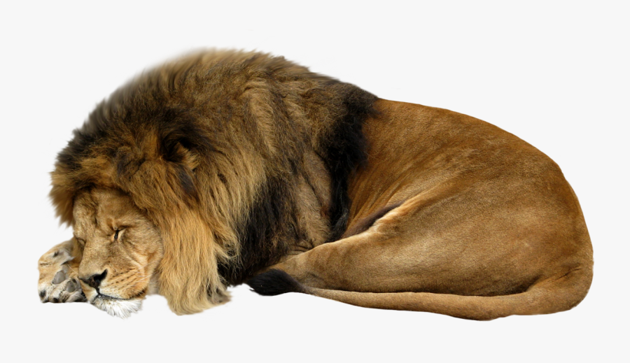 White Lion Clipart Sleeping Lion - Sleeping Lion White Background, Transparent Clipart