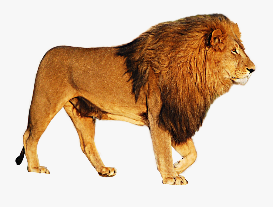 Lion Png Hd- - Lion Png, Transparent Clipart