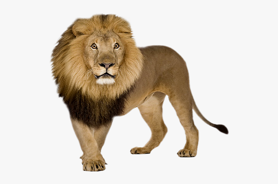 Png Format Images Lion Icons And Png - Transparent Lion Png, Transparent Clipart
