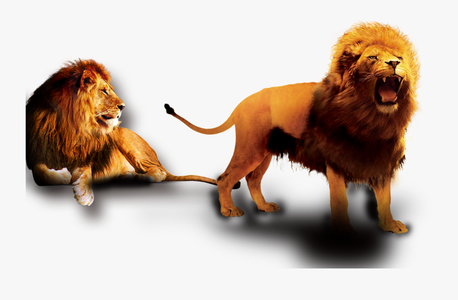 Sleeping Lion Clipart, Transparent Clipart