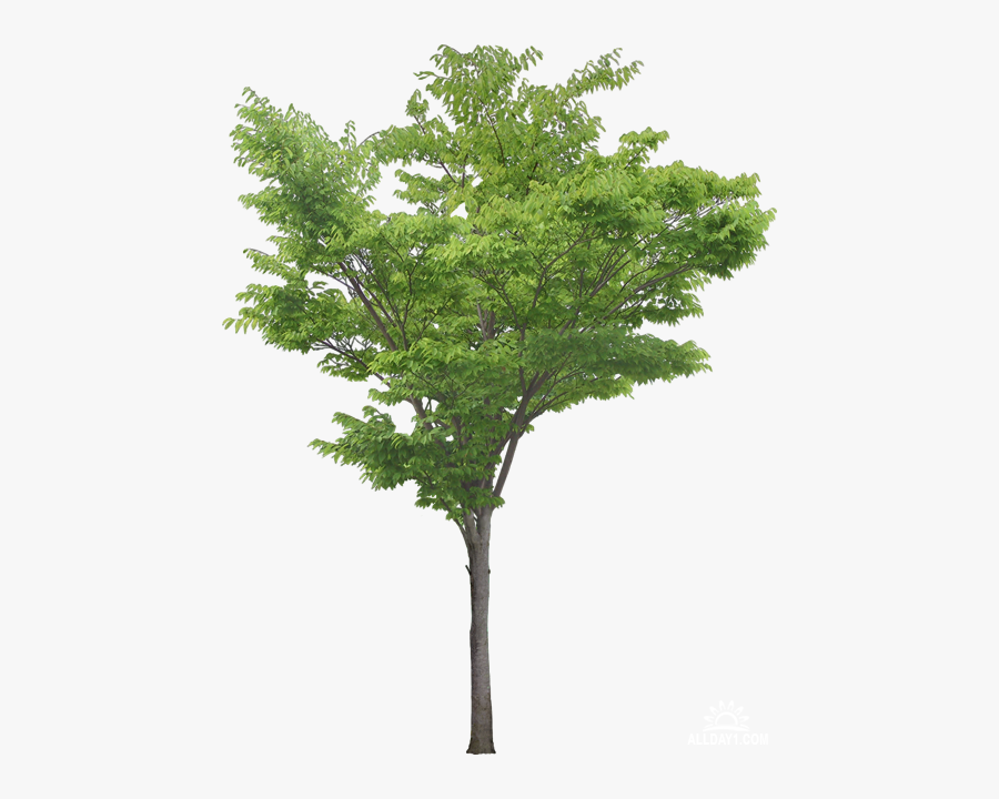 Southern Magnolia Tree Plant Clip Art - Honey Locust Tree Png, Transparent Clipart