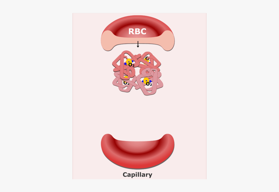Hemoglobin Molecules In An Rbc Animation Slide - Functions Of Red Blood Cells, Transparent Clipart