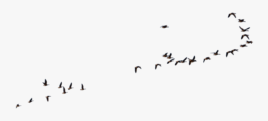 Transparent Flock Of Birds Silhouette Png - Flying Crow Bird Png, Transparent Clipart