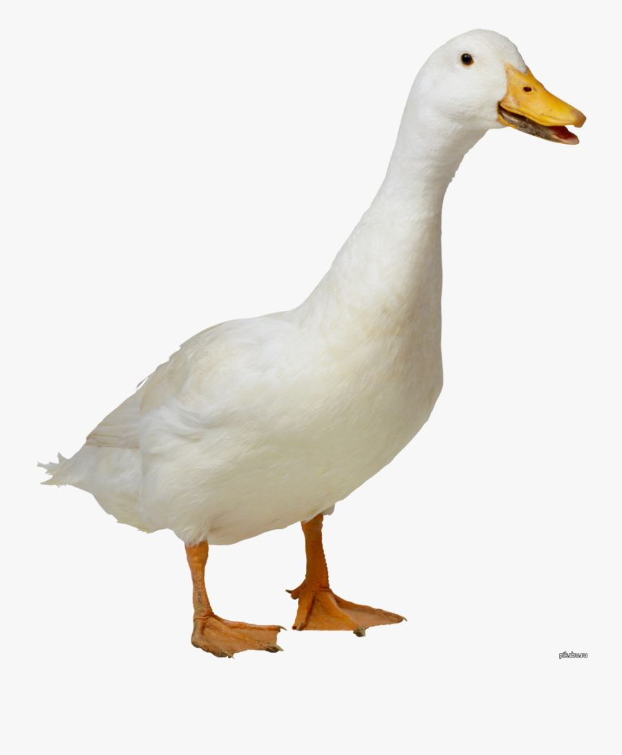 Goose Png - Duck Png, Transparent Clipart