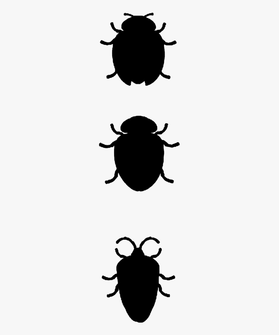 Insect, Transparent Clipart