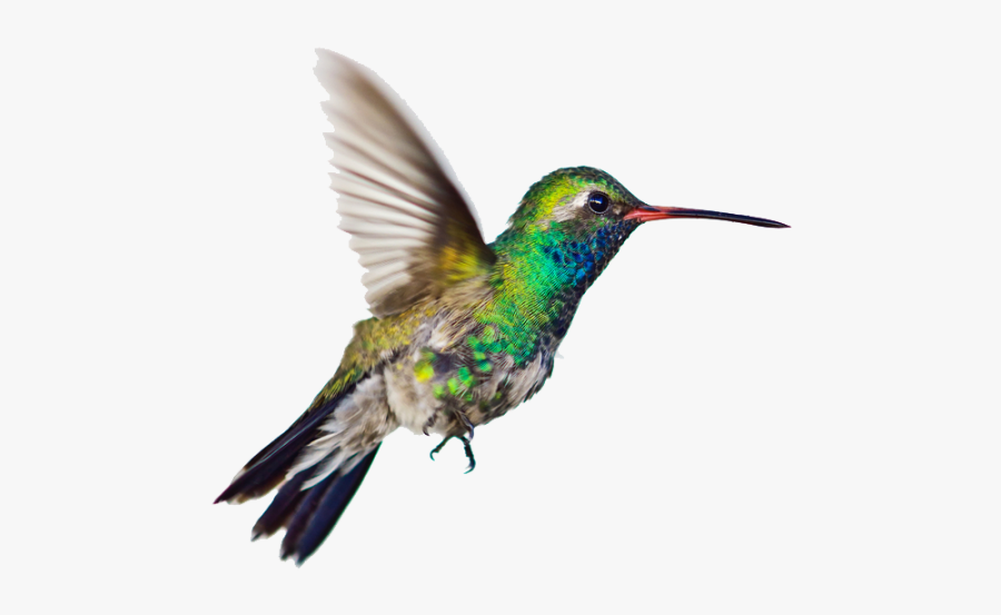 Hummingbird Clipart Png Image - Bee Hummingbird Png, Transparent Clipart
