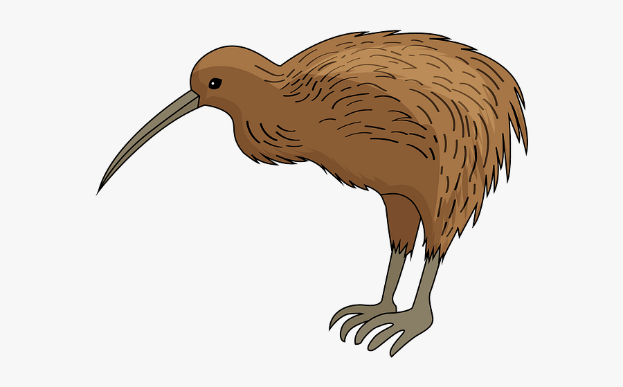 Kiwi, Transparent Clipart