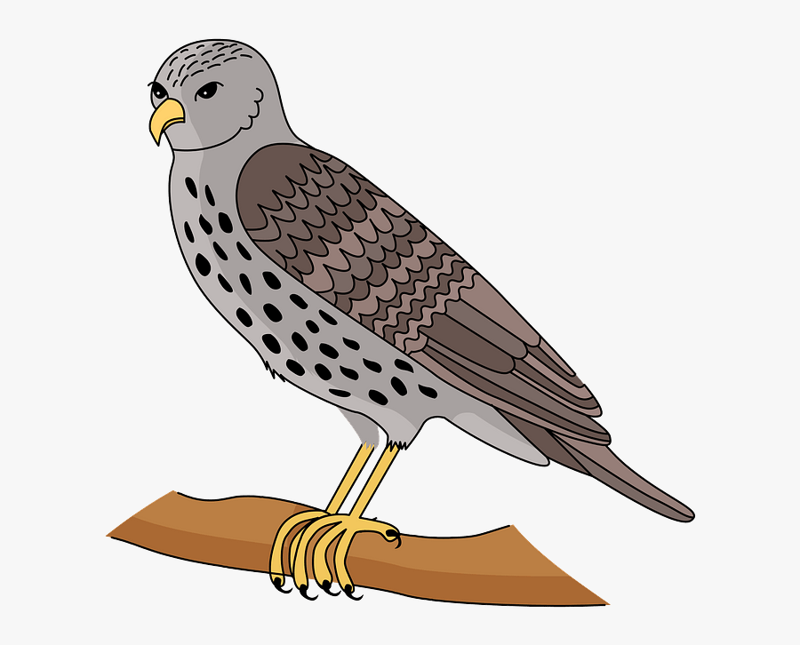 Hawk, Transparent Clipart
