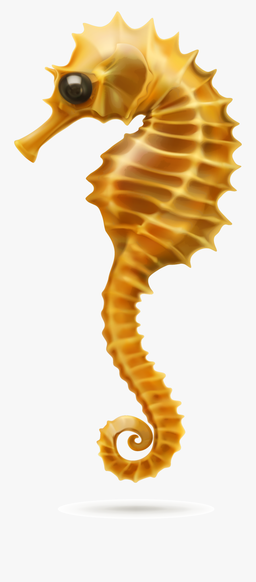 Cartoon Seahorse Transparent Background, Transparent Clipart