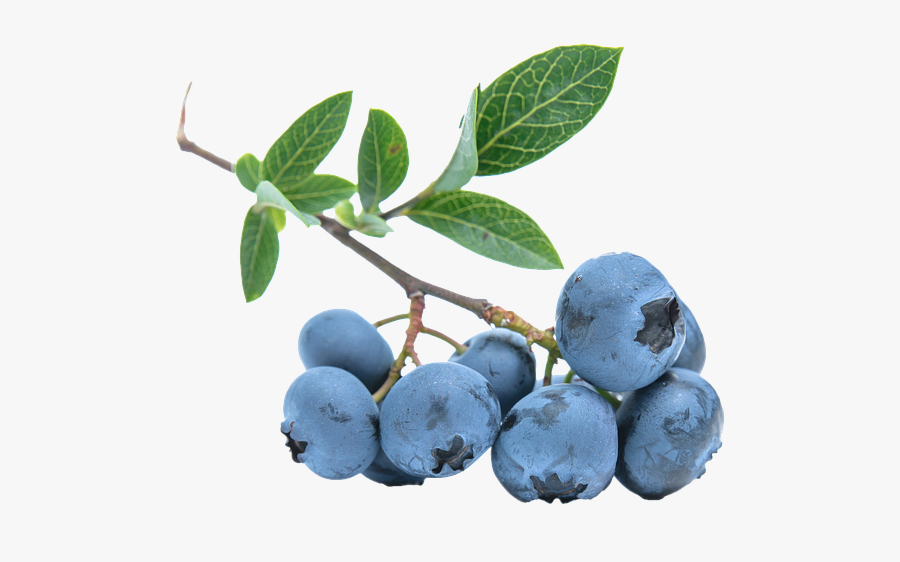 Blueberries Png - Blueberry Transparent Background, Transparent Clipart