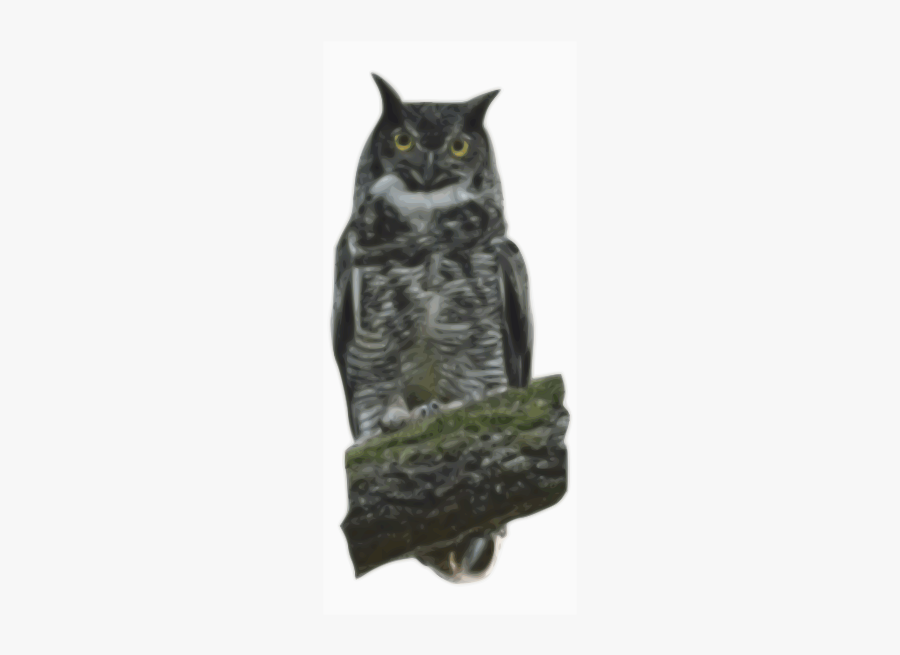 Owl, Transparent Clipart