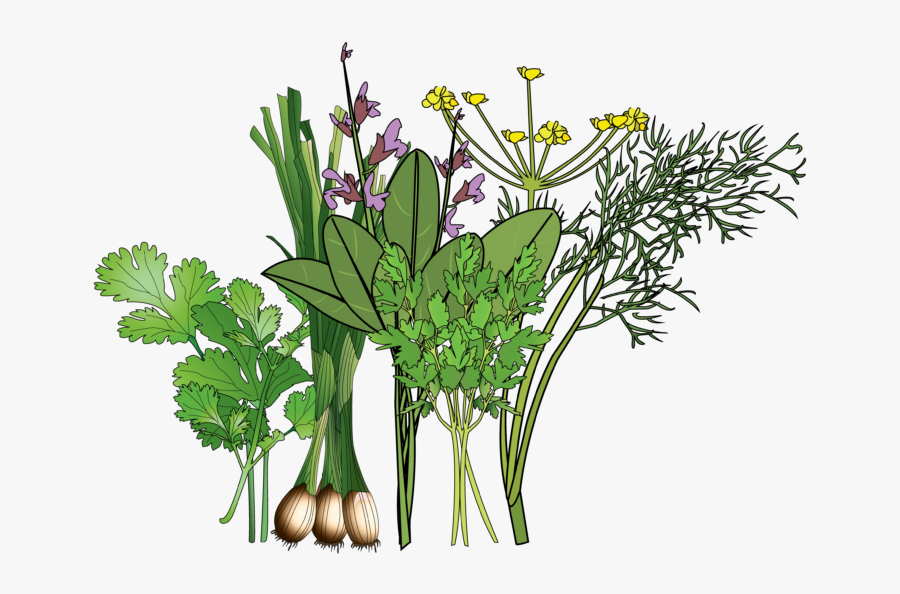 Buttercup, Transparent Clipart