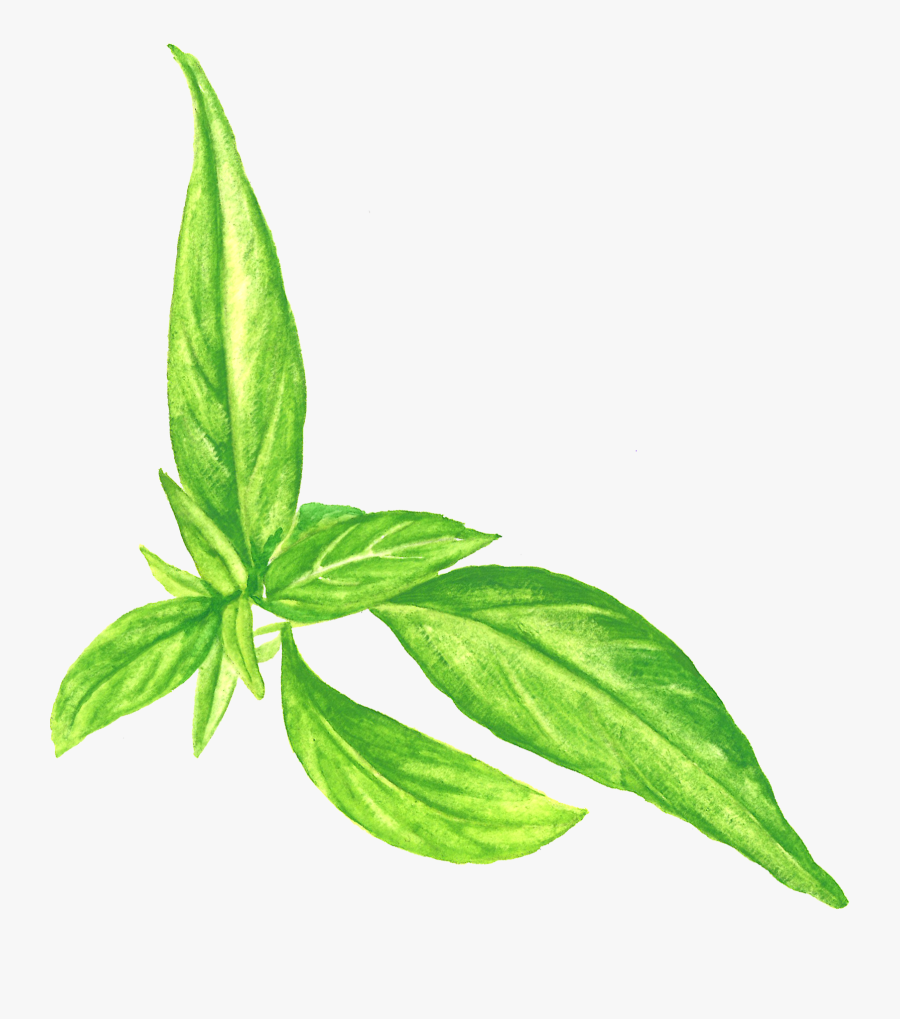 Paractin® - Houseplant, Transparent Clipart