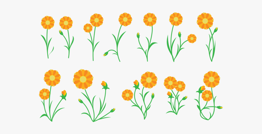 Calendula Plant Vector - Vector Graphics, Transparent Clipart