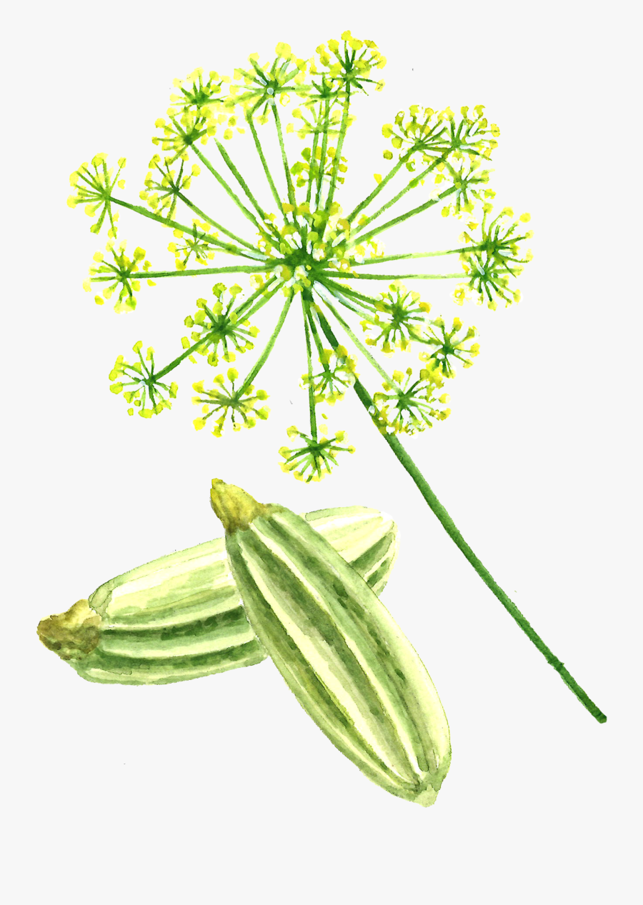 Fennel Seed - Fennel Seeds In Png, Transparent Clipart