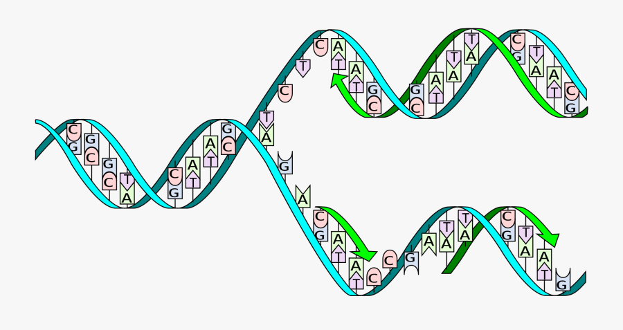 Dna Transparent Horizontal - Complementary Base Pairing During Dna Replication, Transparent Clipart