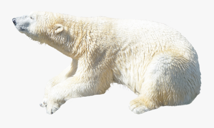 Polar Bear Clip Art - Polar Bear Png Transparent, Transparent Clipart