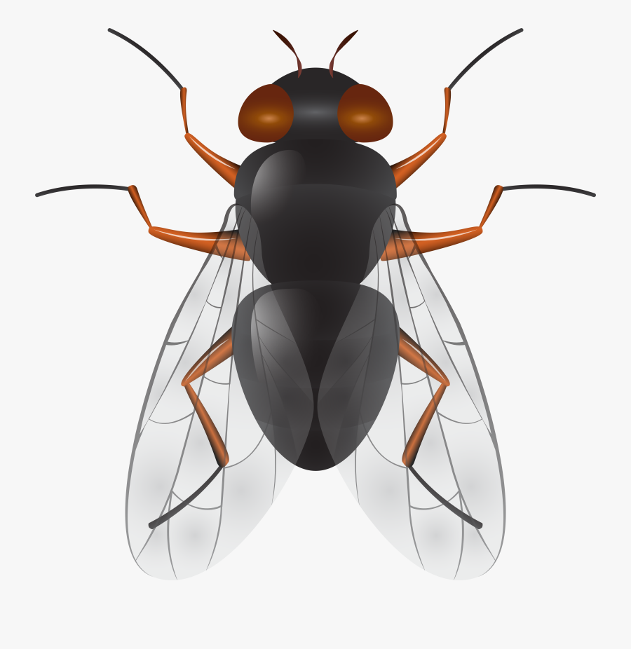 Fly Png Clip Art Best Web Clipart Intended For Fly, Transparent Clipart