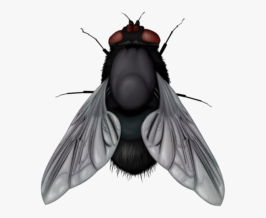 Fly Clip Art - Fly Png, Transparent Clipart