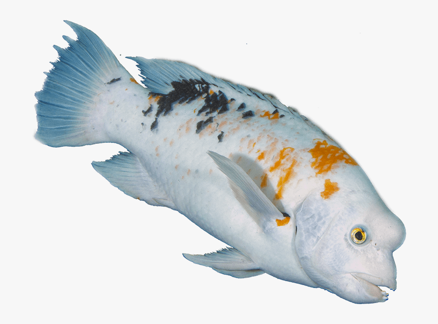 Oily Fish, Transparent Clipart