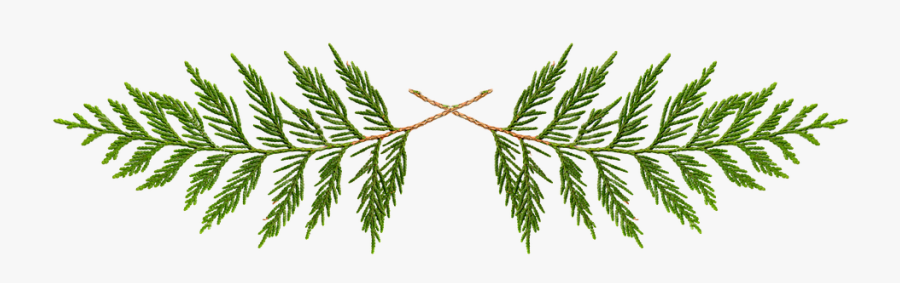 Clip Art Cedar Branch, Transparent Clipart