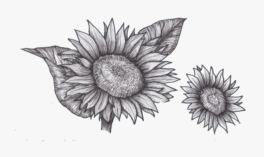 Black And White Sunflower Drawing, Transparent Clipart