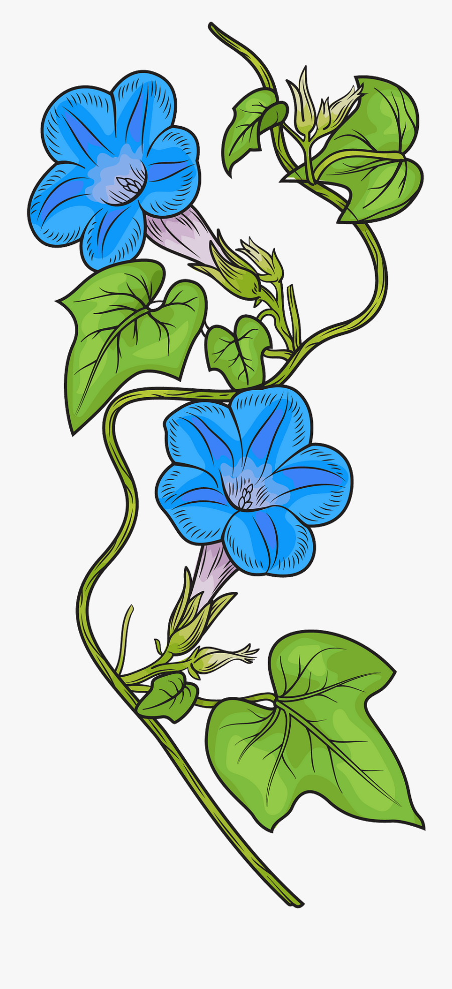 Morning Glory, Transparent Clipart