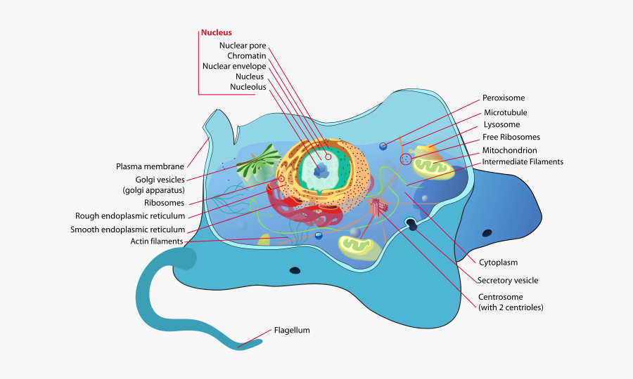 Biology For Kids, Lipids And Fats - Animal Cell Flagella, Transparent Clipart