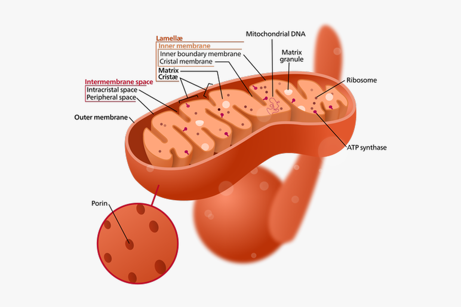 Mitochondria Png, Transparent Clipart
