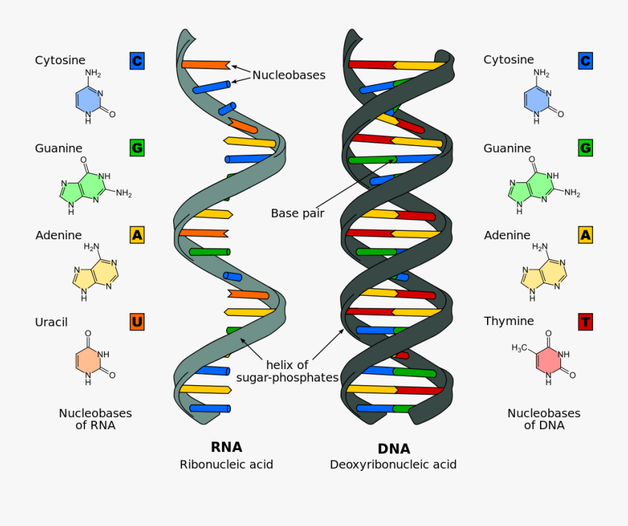 Examples Of Nucleic Acids, Transparent Clipart