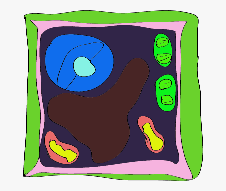 Animal Cell Unlabeled - Plant Cell Not Labeled Simple, Transparent Clipart