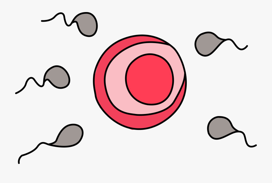 Egg And Sperm Clipart, Transparent Clipart