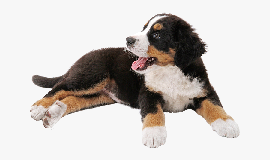 Bernese Mountain Dog Puppy Dalmatian Dog Tosa Miniature - Bernese Mountain Dog Transparent, Transparent Clipart