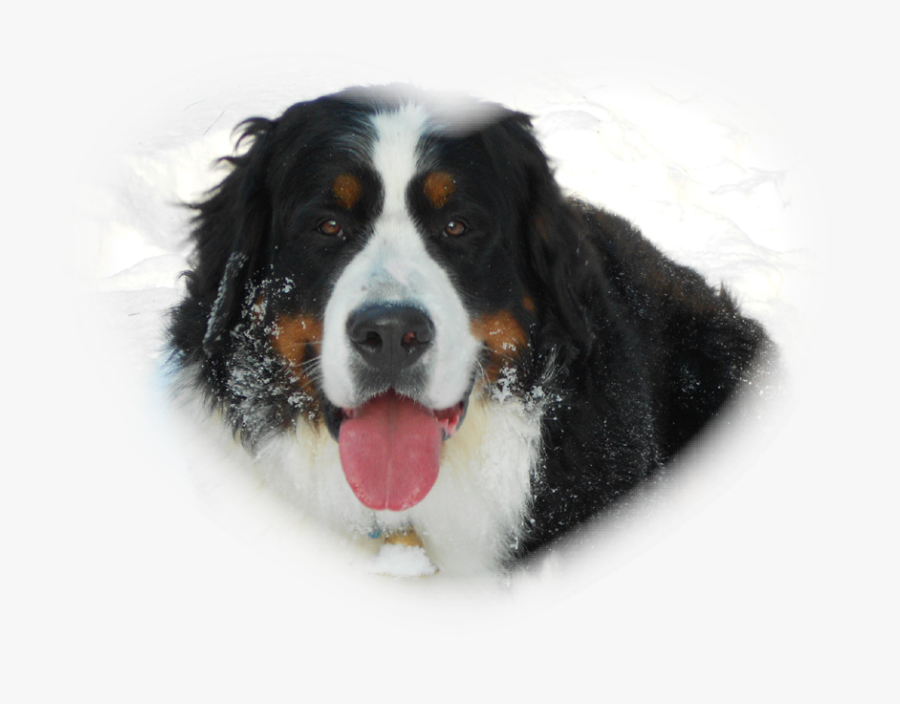 Bernese Mountain Dog Greater Swiss Mountain Dog Dog - Bernese Mountain Dog, Transparent Clipart