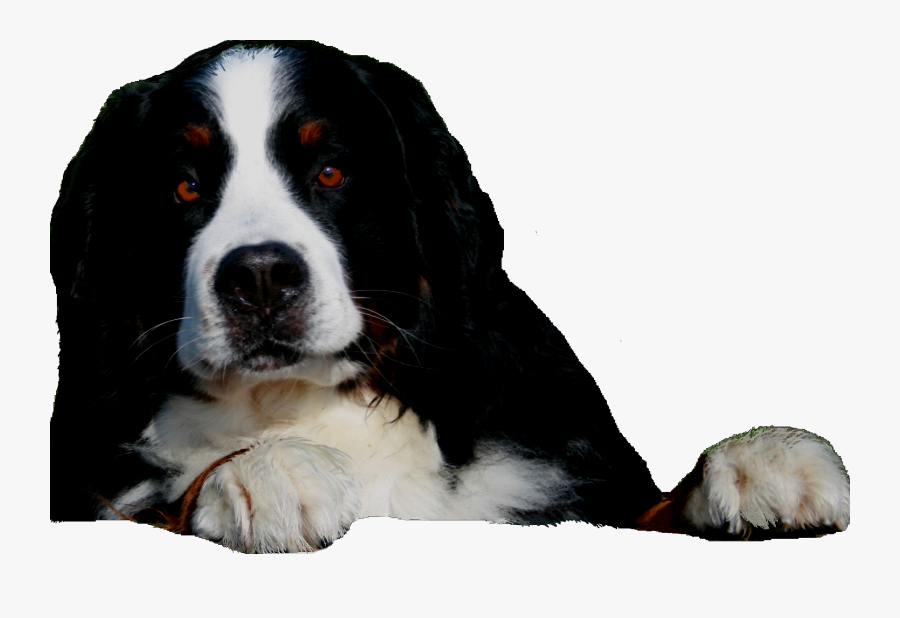 Bernese Mountain Dog For Sale - Transparent Bernese Mountain Dog Png, Transparent Clipart